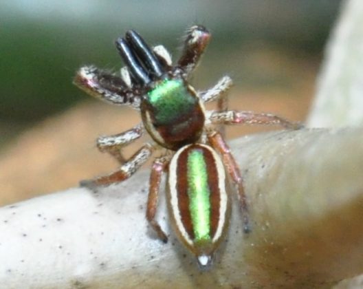 A Bagheera kiplingi é a única espécie de aranha vegetariana do mundo (Foto: Maximilian Paradiz, via Wikimedia Commons)