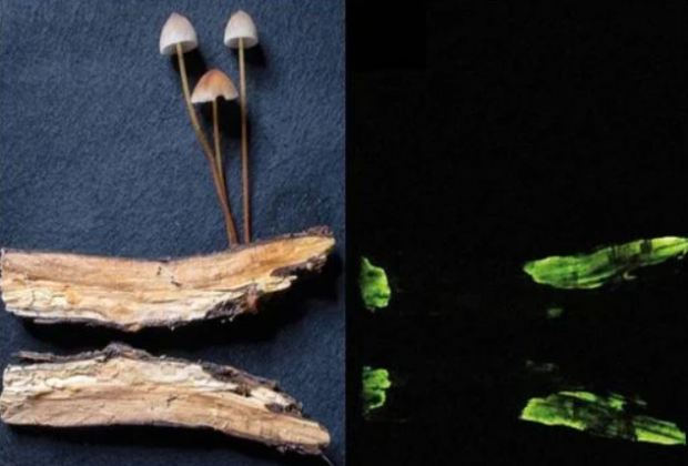 A princípio, pensaram que fosse uma espécie já conhecida, mas o achado acabou revelando algo inédito para a ciência: a capacidade de emitir luz própria do Mycena crocata, popularmente chamado de cogumelo-açafrão (Foto: X)