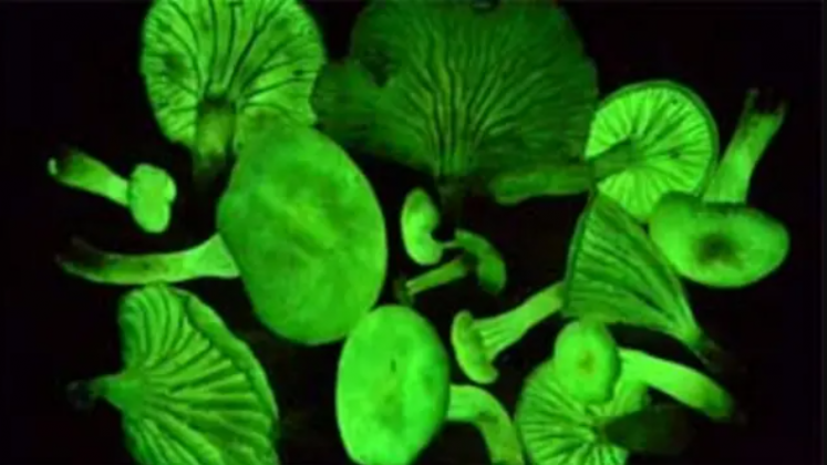 O estudo revelou que a bioluminescência do Mycena crocata é mais evidente no micélio — estrutura subterrânea semelhante a raízes — e na madeira em decomposição onde o fungo cresce (Foto: X)