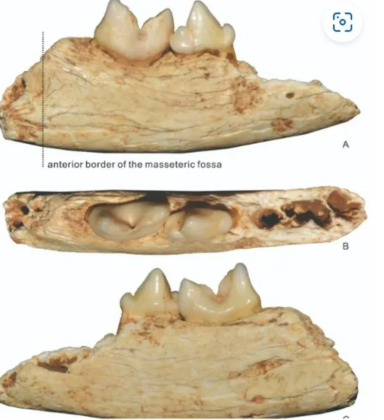 A mandíbula fossilizada encontrada incluía dois dentes que ajudam a traçar ligações evolutivas entre o Prionailurus kurteni, o gato-de-pallas (Otocolobus manul) e os ancestrais dos gatos domésticos (Foto: X)