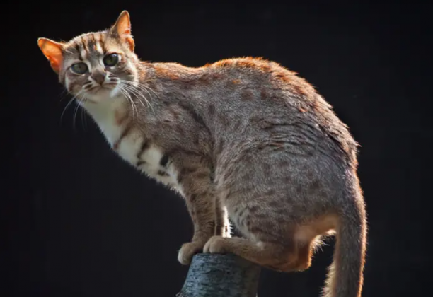 Jiangzuo também destacou a importância da descoberta para entender melhor a diversidade e a evolução da família dos felinos (Foto: X)