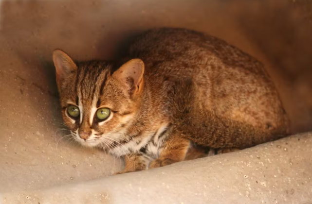 "Este animal era menor que um gato doméstico, com peso estimado em cerca de 1 kg, tornando-se comparável às menores espécies de felinos vivos", afirmou Qigao Jiangzuo, pesquisador do Instituto de Paleontologia de Vertebrados e Paleoantropologia da Academia Chinesa de Ciências (Foto: X)