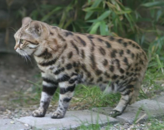 Sua pequena estatura o torna comparável às menores espécies de felinos vivos, como o gato-bravo-de-patas-negras (Felis nigripes) e o gato-ferrugem (Prionailurus rubiginosus) (Foto: X)