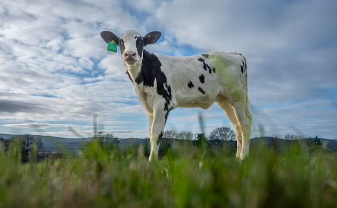 Criada através de técnicas avançadas de fertilização in vitro, Hilda é parte de um projeto que busca diminuir significativamente as emissões de metano geradas por rebanhos bovinos (Foto: X)