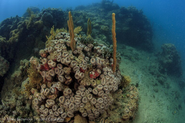 As descobertas também têm implicações importantes para a preservação dos corais, especialmente em um contexto de mudanças climáticas (Foto: X)