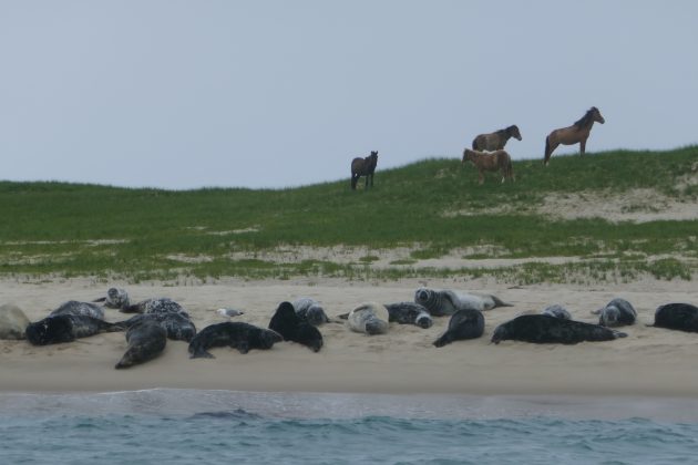 A combinação de nevoeiro e correntes oceânicas faz a navegação perigosa, e ao longo dos séculos, cerca de 350 navios afundaram em suas águas, tornando a ilha um dos maiores cemitérios do Atlântico (Foto: Paul Gierszewski, via Wikimedia Commons)