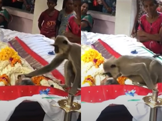 Macaco visita velório de homem que costumava alimentá-lo e surpreende ao beijar a testa do falecido (Foto: Reprodução/Instagram)