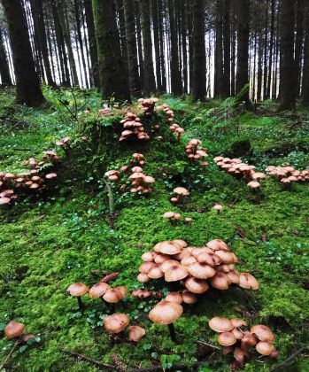 "O Armillaria ostoyae continua a ser um objeto de estudo, com cientistas interessados em entender seu crescimento extraordinário." (imagem: reprodução instagram)