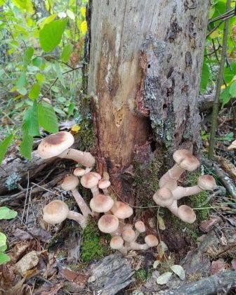 "O Armillaria ostoyae foi descoberto em 1998, quando cientistas perceberam que várias árvores estavam sendo atacadas." (imagem: reprodução instagram)