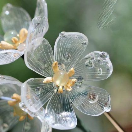 A Diphylleia grayi é encontrada nas montanhas do Japão e da Rússia. (imagem: reprodução instagram)