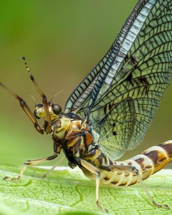 "A mayfly, também conhecida como efêmera, é famosa por seu ciclo de vida extremamente curto." (imagem: reprodução Instagram)