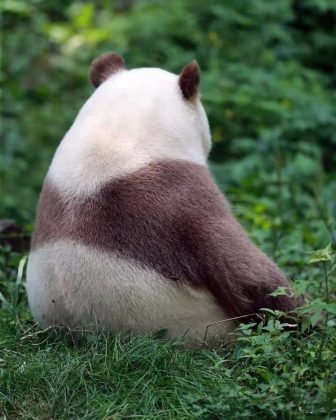 O nome de Qizai, que significa "o sétimo filho", faz referência ao seu papel único na história dos pandas. (Imagem: reprodução instagram)