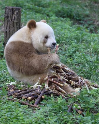 Nascido na natureza e posteriormente resgatado, ele atualmente vive em um santuário de pandas na China. (Imagem: reprodução instagram)