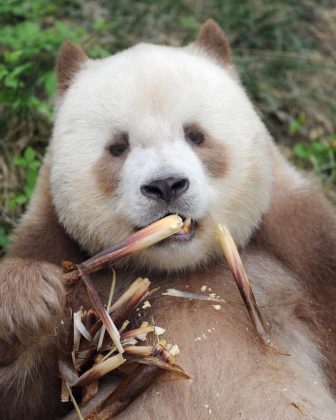 Os pandas marrons são tão raros que apenas cinco avistamentos foram registrados até hoje. (Imagem: reprodução instagram)