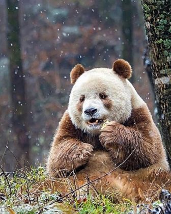 Qizai é o único panda marrom conhecido no mundo. (Imagem: reprodução instagram)