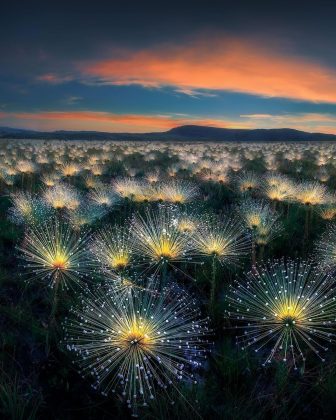 A fotografia vencedora mostra a planta Sempre-viva, um ícone do Cerrado brasileiro. (Imagem: reprodução instagram /@marciocabralphotography)