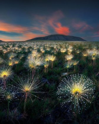 A planta é muito usada em arranjos florais turísticos, como na Torre de TV de Brasília. (Imagem: reprodução instagram /@marciocabralphotography)