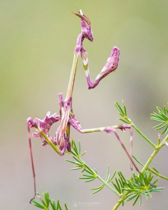 "Sua cabeça em formato de cone é uma das características mais fascinantes." (Imagem: reprodução Instagram / @malbafont_macrophotography)