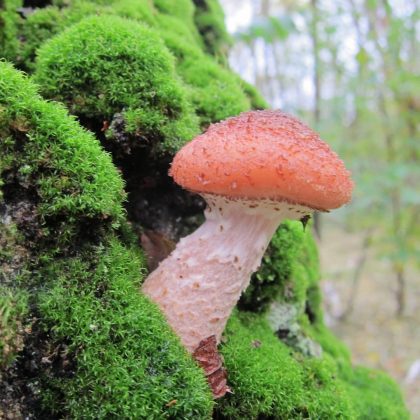 "A espécie Armillaria ostoyae cobre mais de 2.000 acres de terreno." (imagem: reprodução instagram)