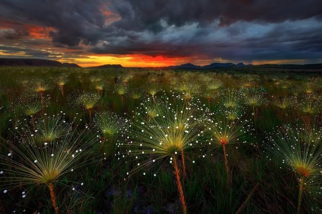 Marcio capturou a imagem sob o céu estrelado da Chapada dos Veadeiros. (Imagem: reprodução instagram /@marciocabralphotography)