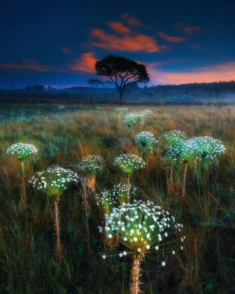 Ele iluminou a Sempre-viva com uma lanterna, criando um efeito único. (Imagem: reprodução instagram /@marciocabralphotography)