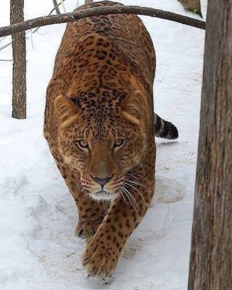 Em termos de comportamento, os jagleões herdam traços tanto do jaguar quanto da leoa. (Imagem: reprodução Instagram)