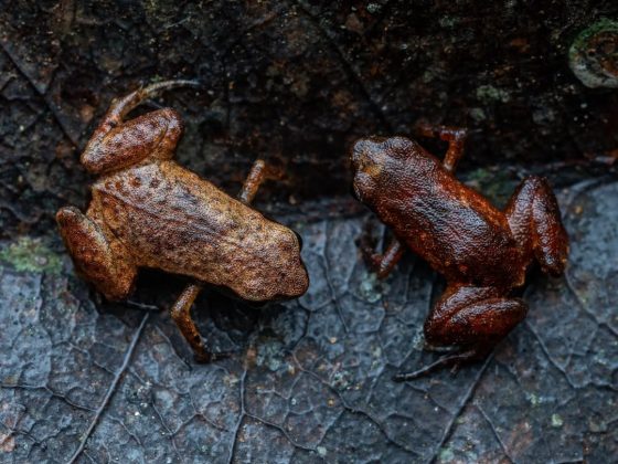 A descoberta reforça a importância de proteger ecossistemas que abrigam espécies tão raras. (imagem: reprodução instagram / @botelho.macro / @projetodacnis)