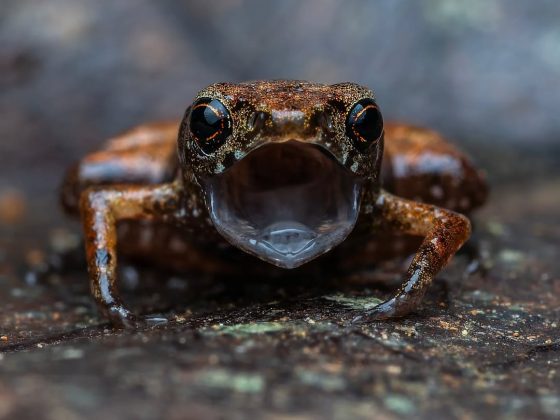 Embora pareça um grilo, ele pertence ao grupo dos anfíbios, e não dos insetos. (imagem: reprodução instagram / @botelho.macro / @projetodacnis)