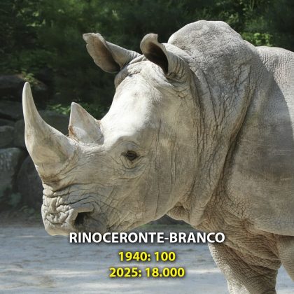 O número de rinocerontes-brancos aumentou com projetos de proteção em seus habitats. (Imagem: reprodução Instagram)