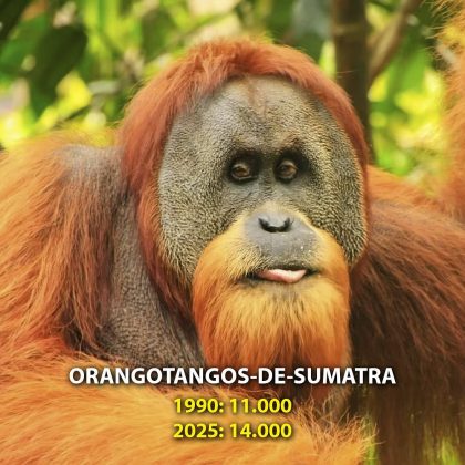 O orangotango-de-Sumatra está se recuperando lentamente, graças à conservação de florestas. (Imagem: reprodução Instagram)