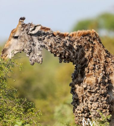 "Recentemente, turistas de safári se surpreenderam ao avistar uma girafa exibindo nódulos grandes e incomuns." (Imagem: reprodução instagram)