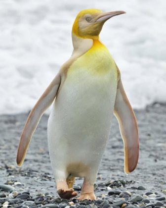 Animais como o pinguim amarelo mostram como ainda existem mistérios não revelados na natureza. (imagem: reprodução instagram / @yves_adams)