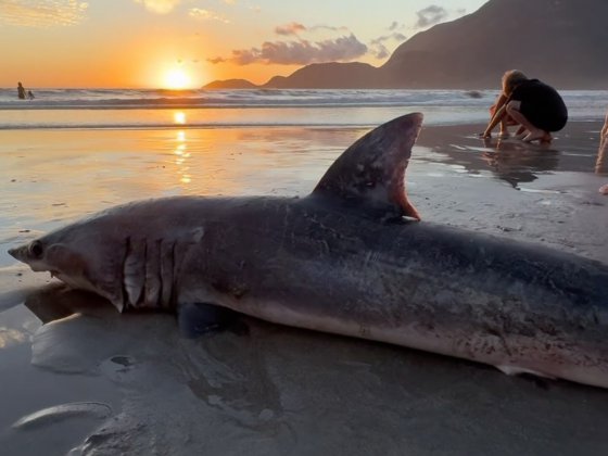 Tubarão de 2 metros é encontrado morto em praia no litoral norte de São Paulo