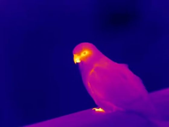 Uma imagem térmica de um papagaio-rei australiano, mostrando-o perdendo calor corporal através do bico (Foto: Alexandra McQueen)