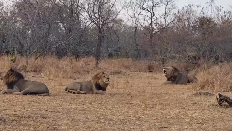 Cercado por cerca de 40 leões, ele sobreviveu graças a conhecimentos sobre a natureza e habilidades de sobrevivência (Foto: African Parks)