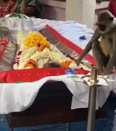 Em 17 de outubro de 2022, um macaco emocionou a todos ao visitar o velório de Pitambaram Rajan, em Talanguda, na Índia (Foto: Reprodução/Instagram)