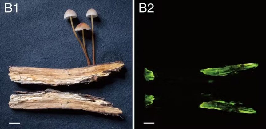 Dois artistas descobriram, em uma floresta suíça, um cogumelo bioluminescente verde (Foto: Baggenstos/Rudolf)