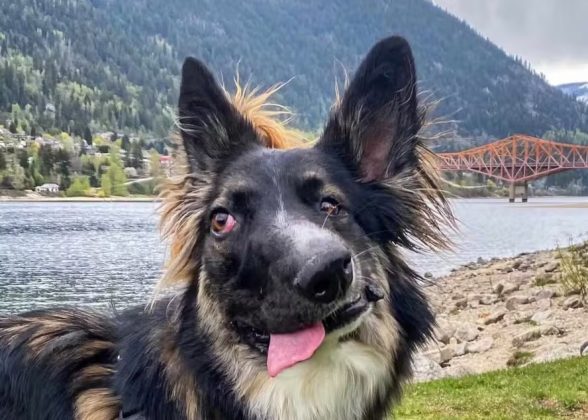 Brodie, um cachorro com o focinho torto e cegueira parcial, conquistou milhões de fãs na internet (Foto: Reprodução/Instagram/@bestboybrodie)