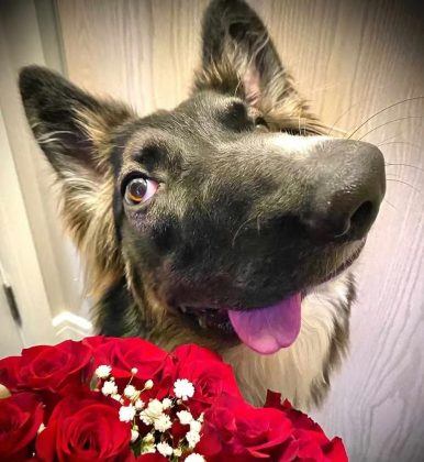 Amanda encontrou Brodie em 2019, quando viu um post de um abrigo no Facebook. A mãe do cão mordeu seu focinho quando ele tinha 15 dias de vida, deixando a deformidade permanente (Foto: Reprodução/Instagram/@bestboybrodie)