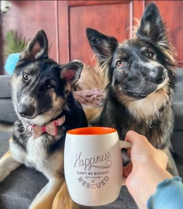 Em 2022, Amanda resgatou Raven, outra cachorra com o focinho torto. Ela viu o post de um abrigo no Texas, se encantou pela história e trouxe Raven para casa. Os dois cães, antes rejeitados, agora vivem felizes juntos e cativam milhares de seguidores (Foto: Reprodução/Instagram/@bestboybrodie)