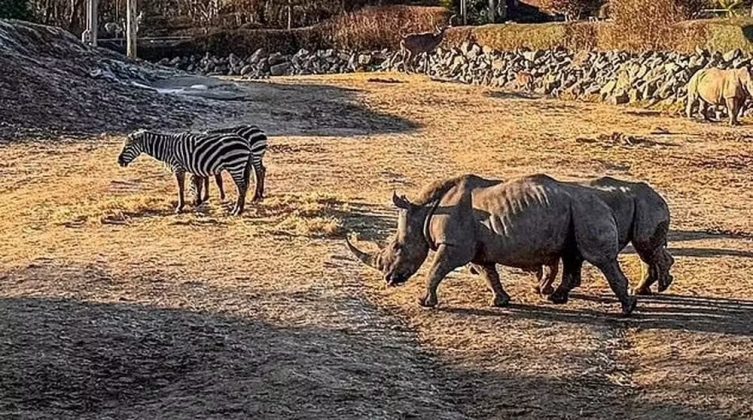 Rinoceronte mata zebra e deixa crianças assustadas em zoológico na Inglaterra (Foto: Colchester Zoo)