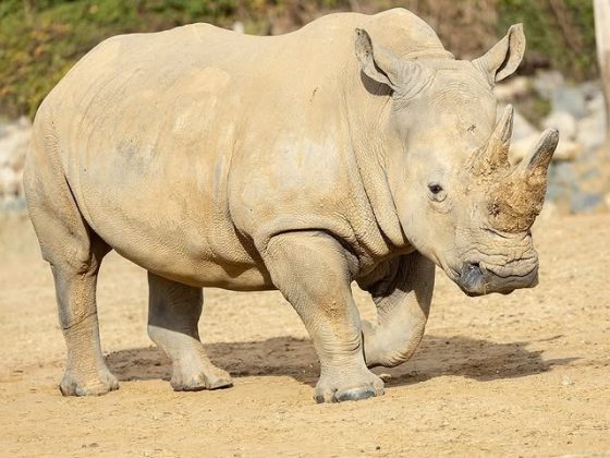 O ataque aconteceu no Zoológico de Colchester, no Reino Unido (Foto: Colchester Zoo)