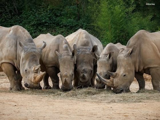 Apesar do trágico incidente, o clima no zoológico permaneceu tranquilo. A administração expressou pesar pela perda. O zoológico garantiu que os outros animais estão bem e prometeu monitorar a situação (Foto: Colchester Zoo)