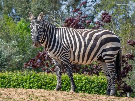 A zebra foi morta no recinto compartilhado, onde convivem animais africanos (Foto: Colchester Zoo)