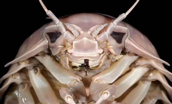 Cientistas descobrem nova espécie de inseto marinho e o batizam em homenagem a Darth Vader (Foto: Nguyen Thanh Son)