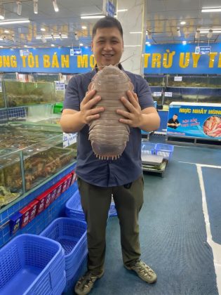 Uma curiosidade: No Vietnã, os isópodes gigantes são vistos como um alimento e são pescados para venda viva em mercados de frutos-do-mar. Além disso, são considerados mais refinados que a lagosta (Foto: Peter Ng)