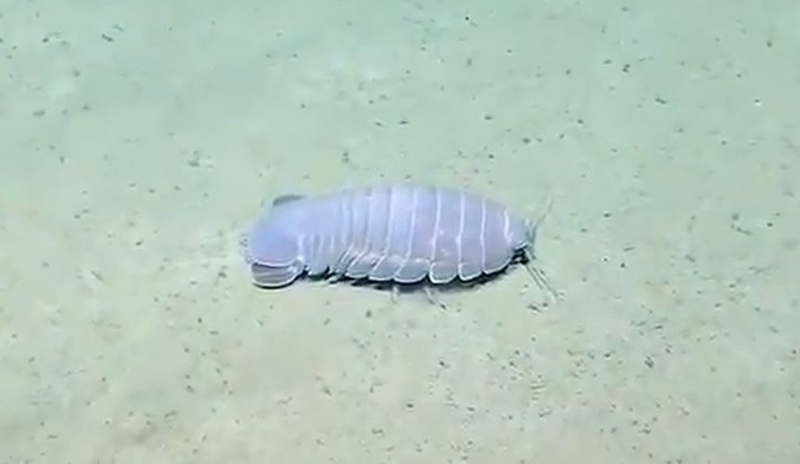 O B. vaderi foi encontrado no Mar da China Meridional, na região vietnamita de Biển Đông (Foto: IFLScience)