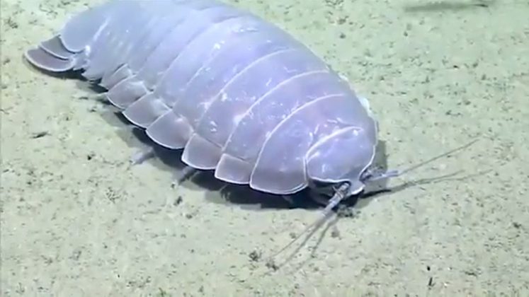 Nomeado de Bathynomus vaderi, essa nova espécie de isópode gigante foi descoberta nas profundezas das águas das Ilhas Spratly, no Vietnã (Foto: IFLScience)