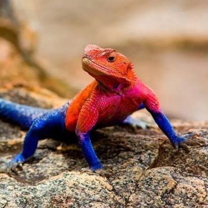 A Agama-de-Cabeça-Vermelha, ou Agama mwanzae, é um lagarto fascinante. Natural da África, ele chama a atenção pela aparência semelhante ao Homem-Aranha (Foto: Reprodução)