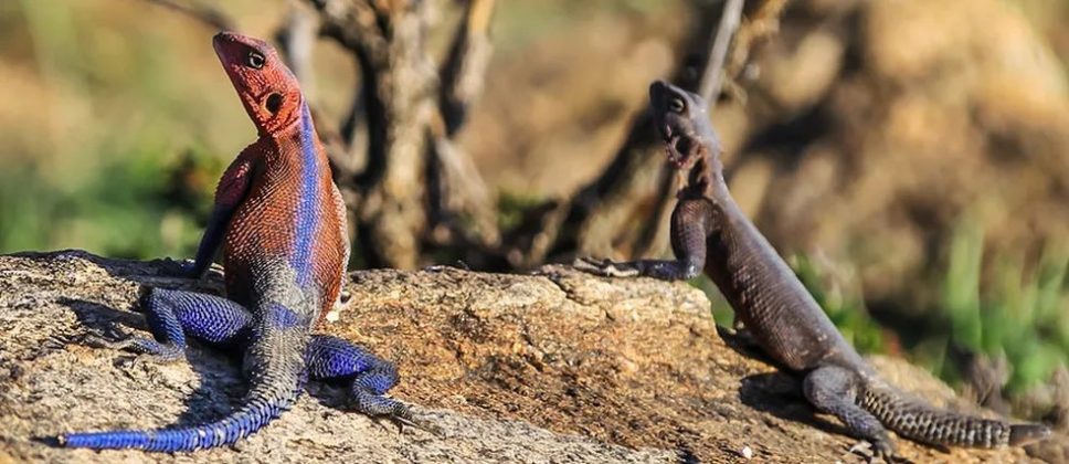 Um comportamento curioso é o balanço de cabeça, como se estivesse “dizendo sim”. A Agama-de-Cabeça-Vermelha pertence à família Agamidae, "irmã" da Tropiduridae, que inclui calangos e outros lagartos no Brasil (Foto: Reprodução)